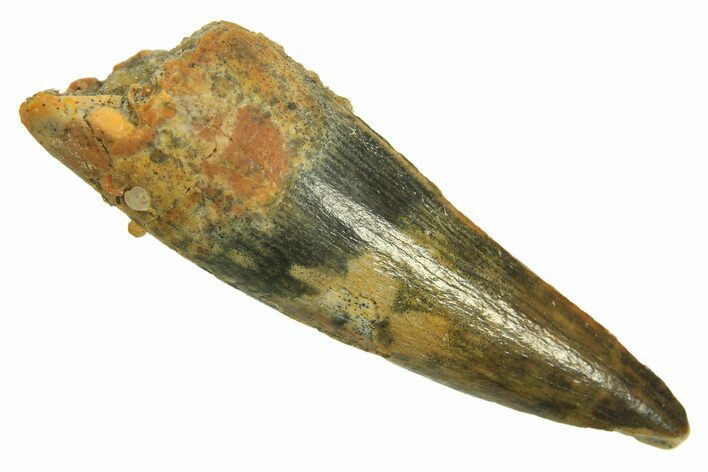 Juvenile Fossil Spinosaurus Tooth - Real Dinosaur Tooth #296853